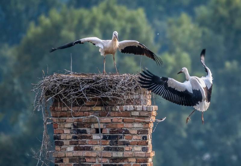 Professional Chimney Animal Removal Services in Fountain Valley, California