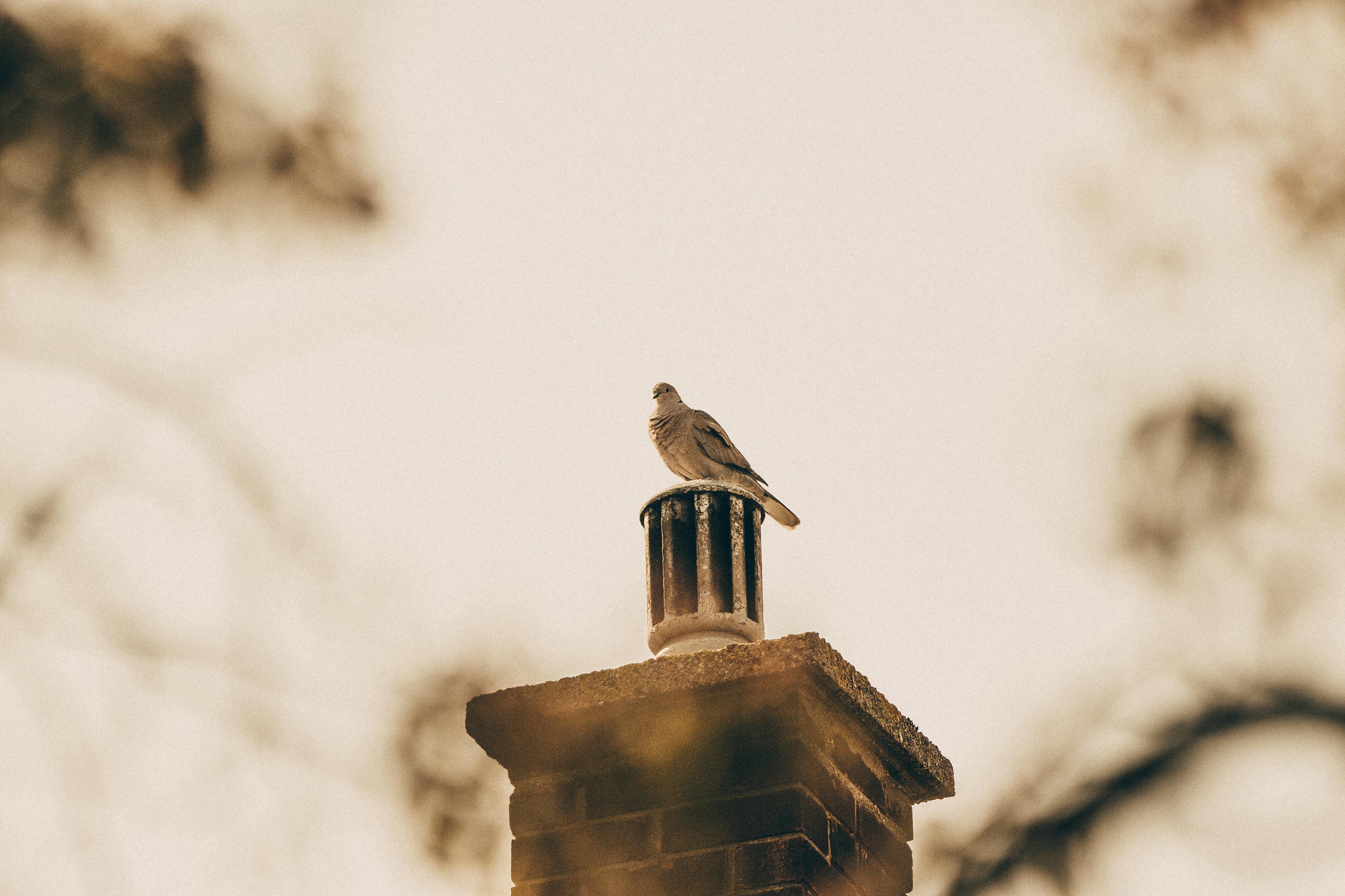 Quality Chimney Caps and Dampers Installation in Fountain Valley, CA Professional Chimney Cap and Damper In Fountain Valley California